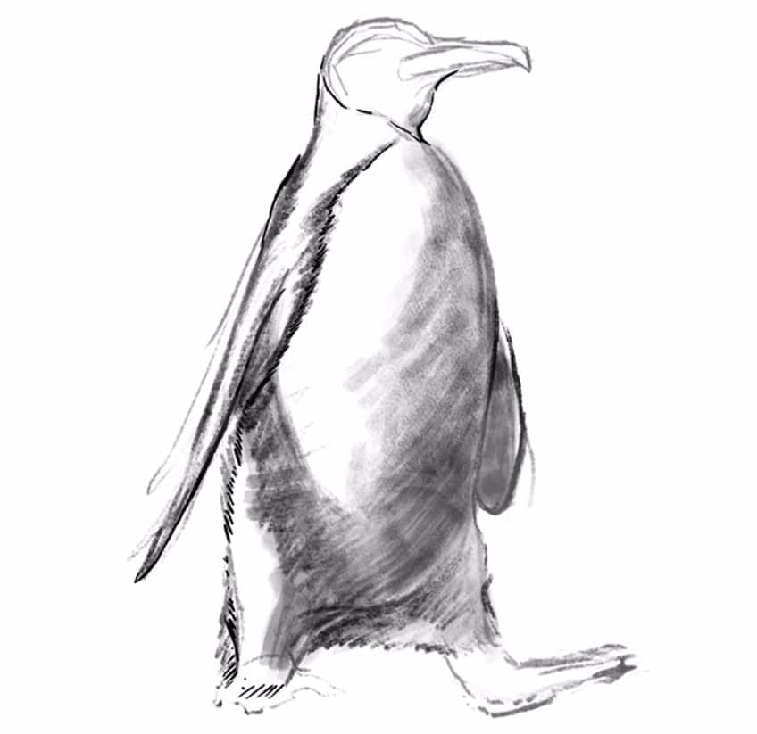 how to draw a penguin 08