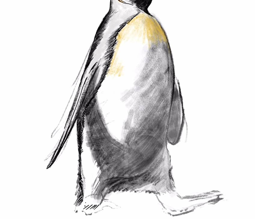 how to draw a penguin 14