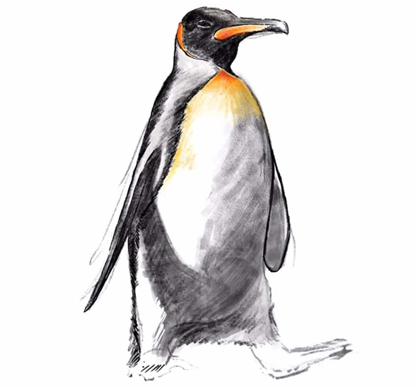 how to draw a penguin 16