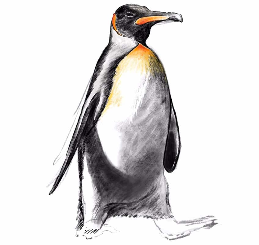 how to draw a penguin 17