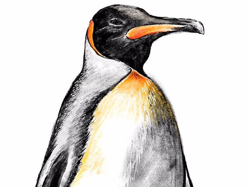how to draw a penguin 18