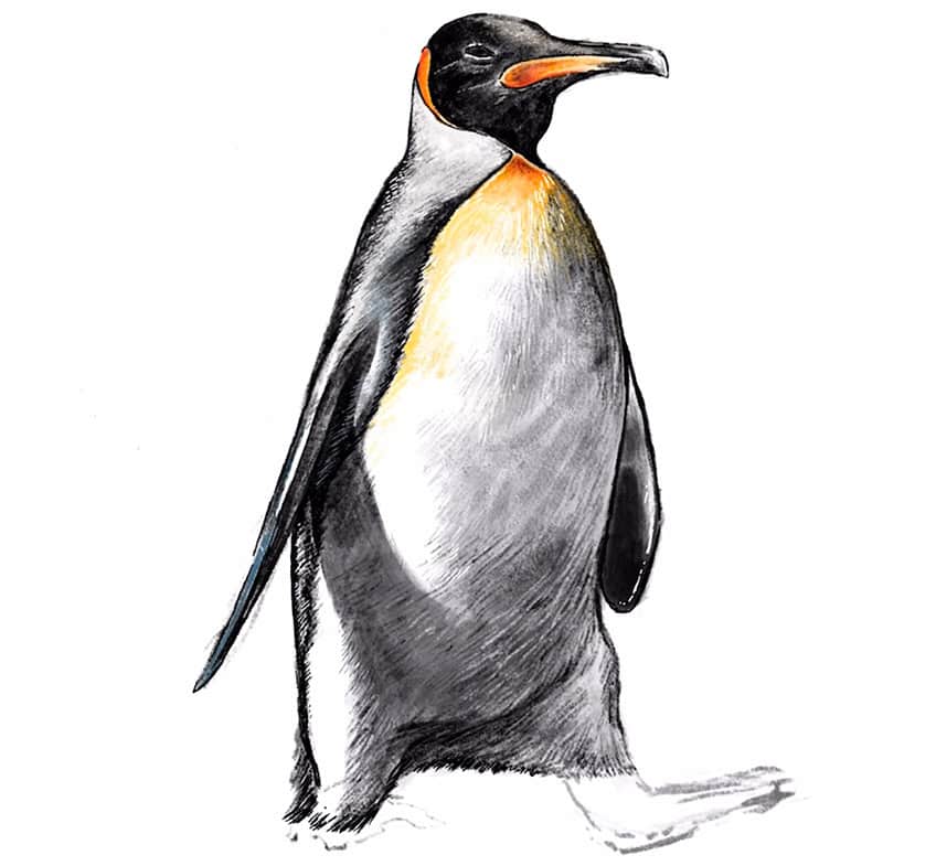 how to draw a penguin 20