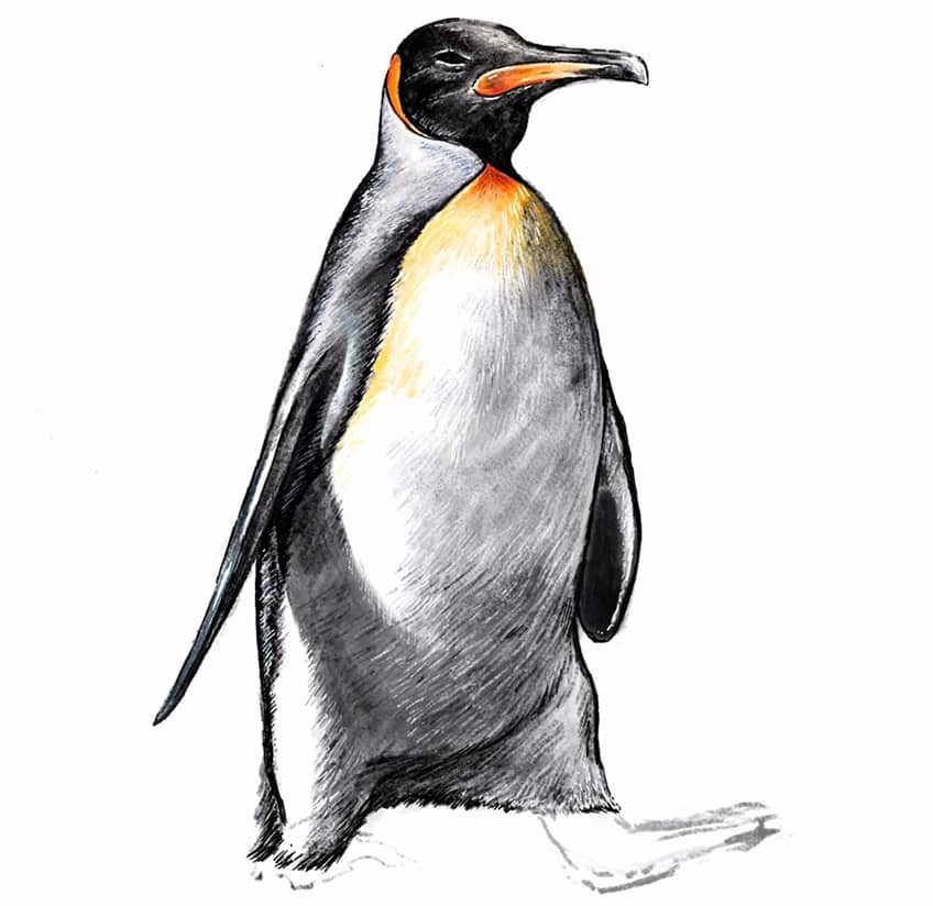 how to draw a penguin 22