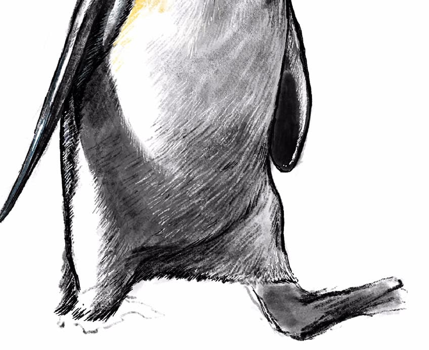 how to draw a penguin 23