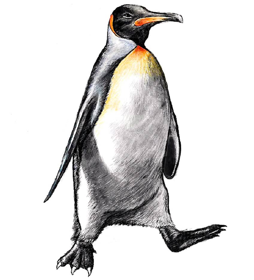 how to draw a penguin