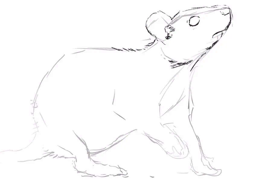 how to draw a rat 04