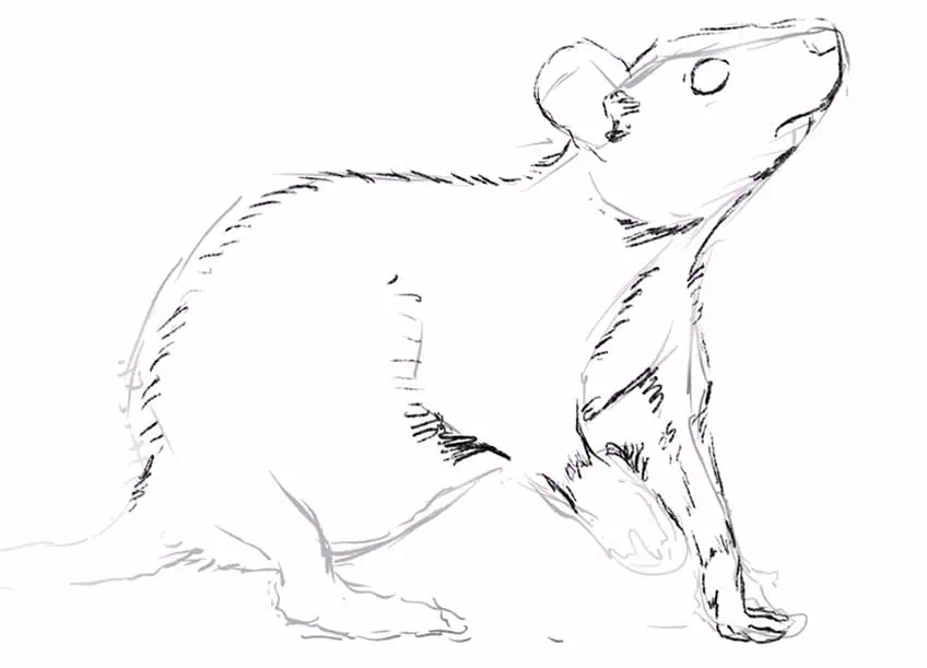 how to draw a rat 05