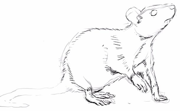 Rat Drawing - Learn How to Draw a Rat in Five Easy Steps