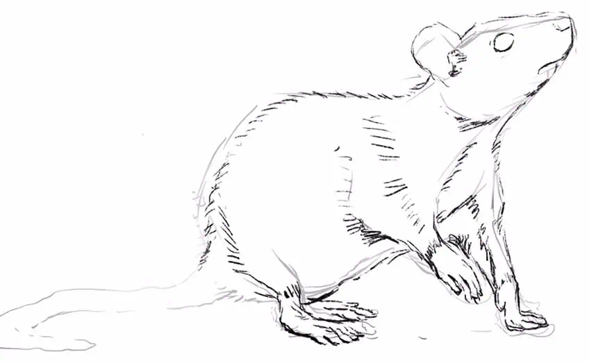 how to draw a rat 07