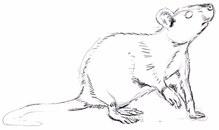 how to draw a rat 08