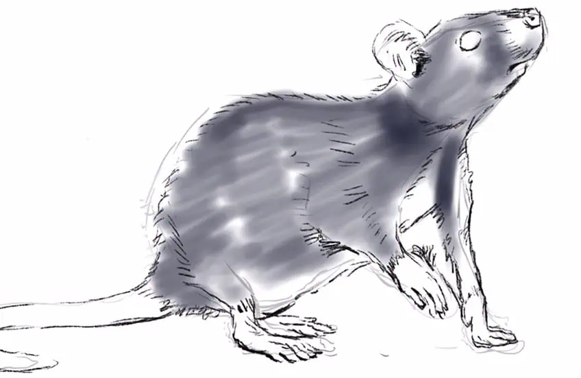 how to draw a rat 10