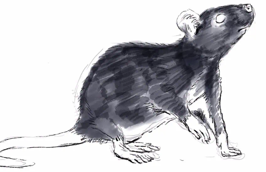 how to draw a rat 12