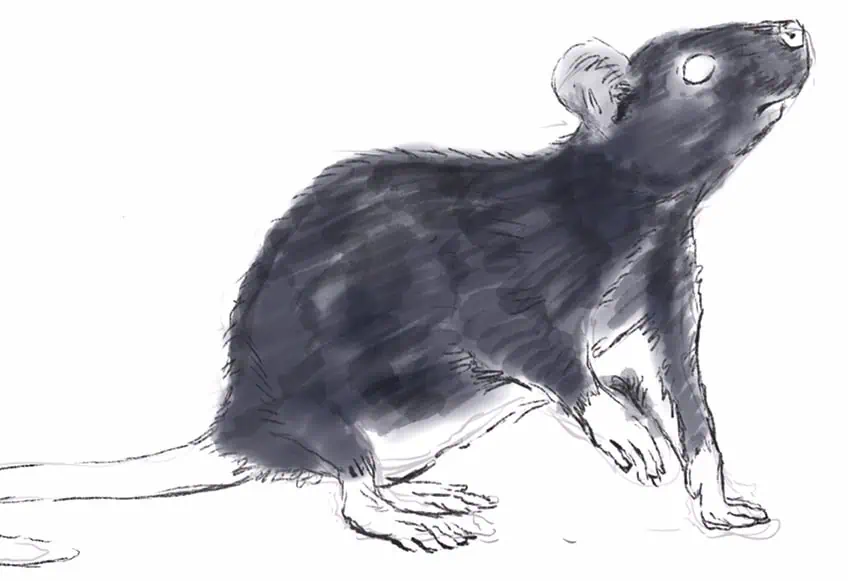 how to draw a rat 13