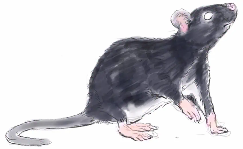 how to draw a rat 14