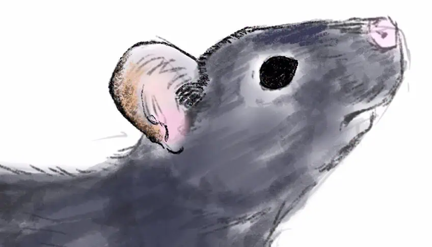 how to draw a rat 15