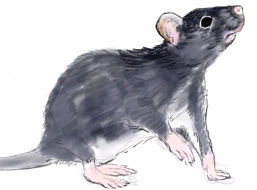 how to draw a rat 16