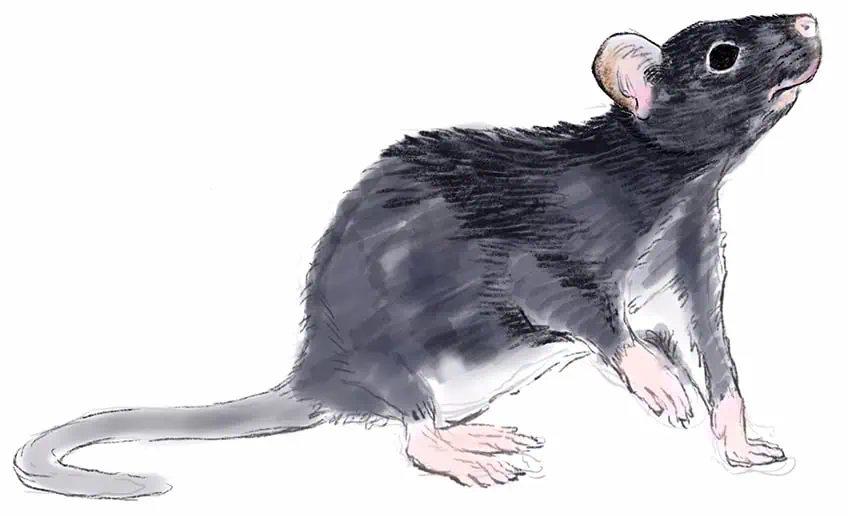 how to draw a rat 17