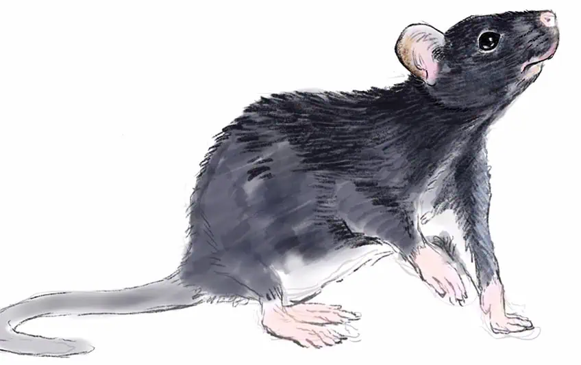 how to draw a rat 19