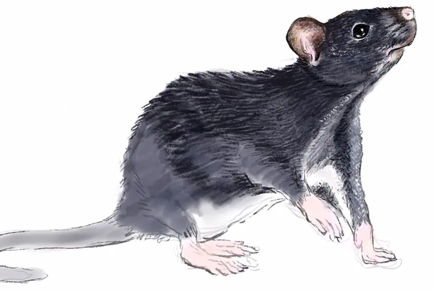 how to draw a rat 21