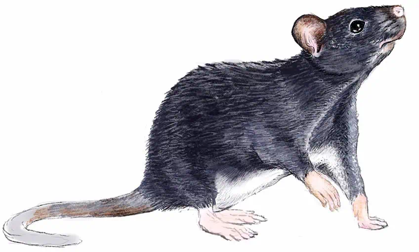 how to draw a rat 24