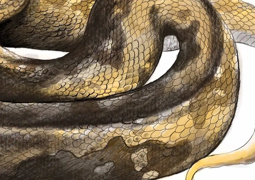 how to draw a snake 32