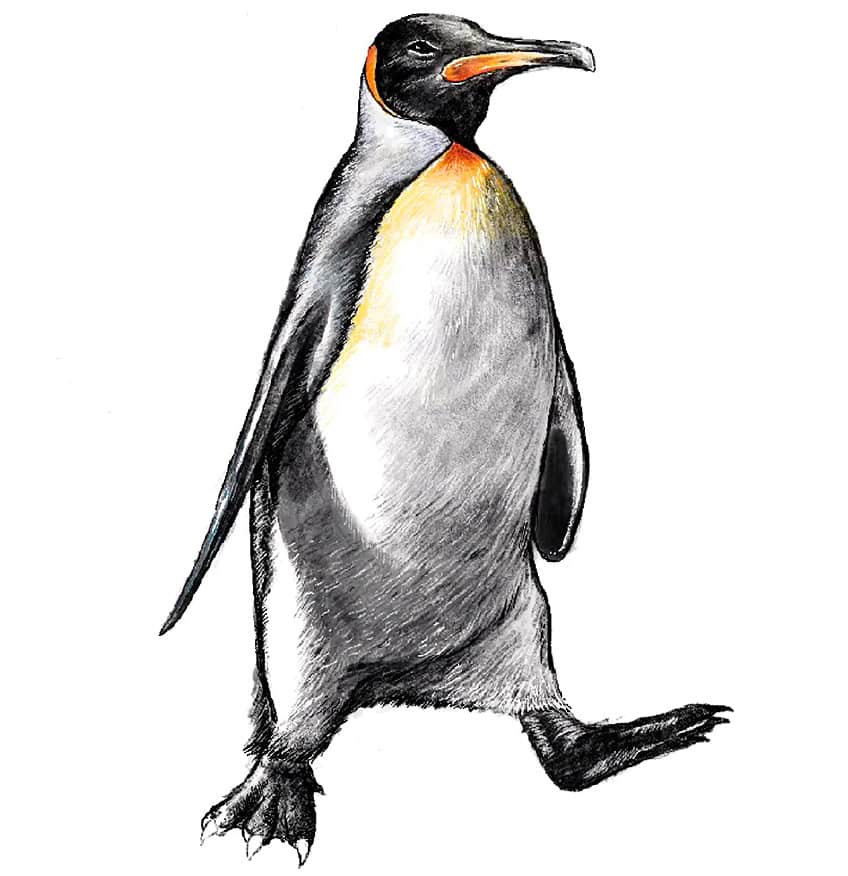 penguin sketch