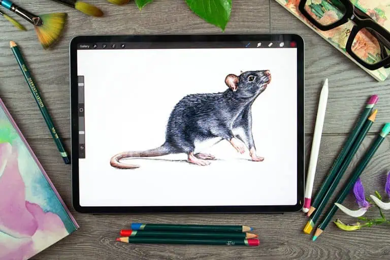 rat drawing