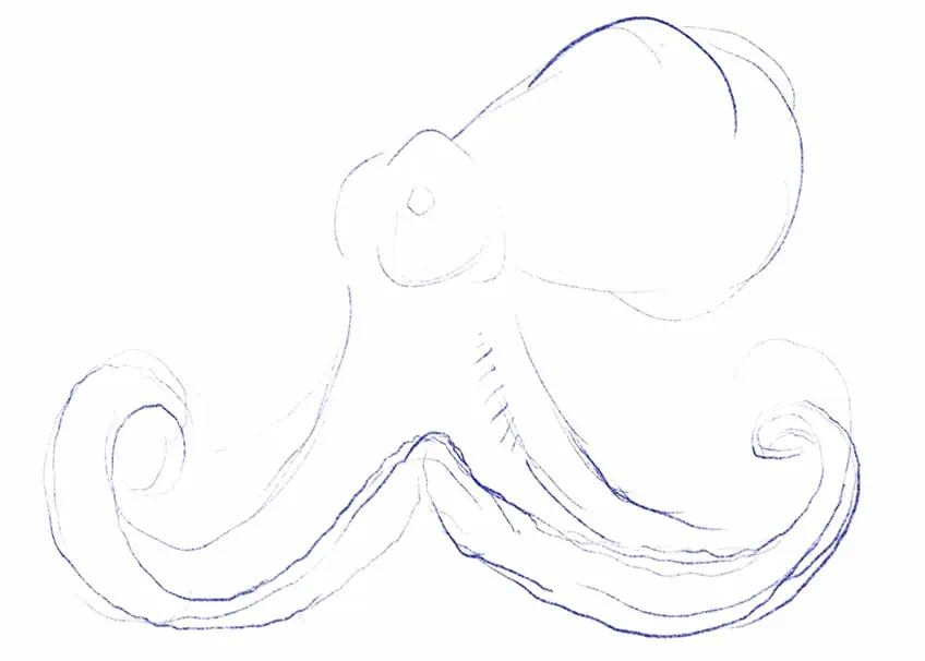 how to draw an octopus 02