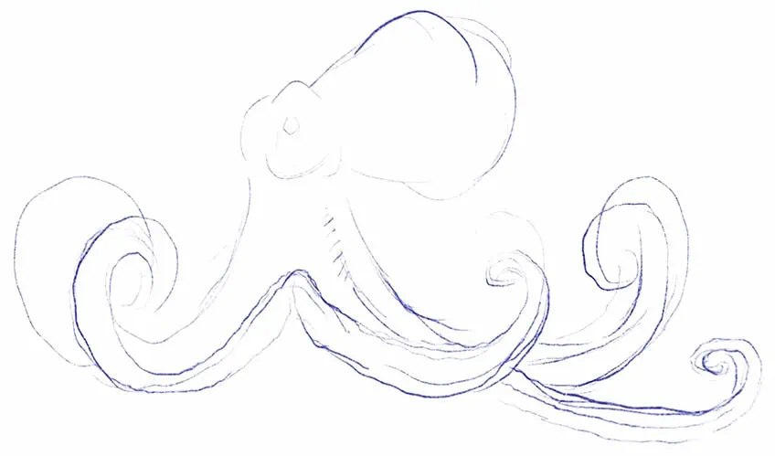 how to draw an octopus 03