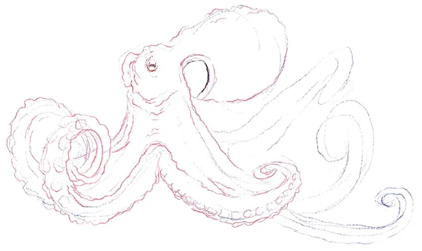 how to draw an octopus 07