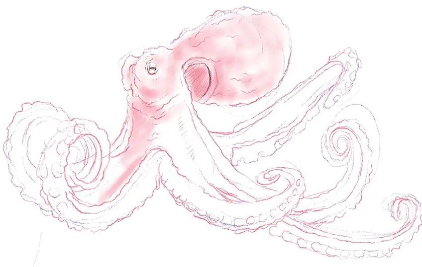 how to draw an octopus 08