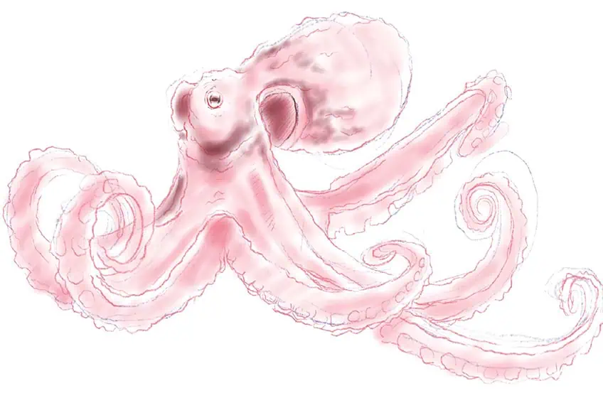 how to draw an octopus 09