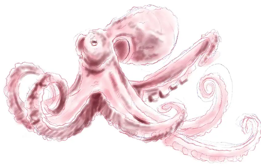 how to draw an octopus 10