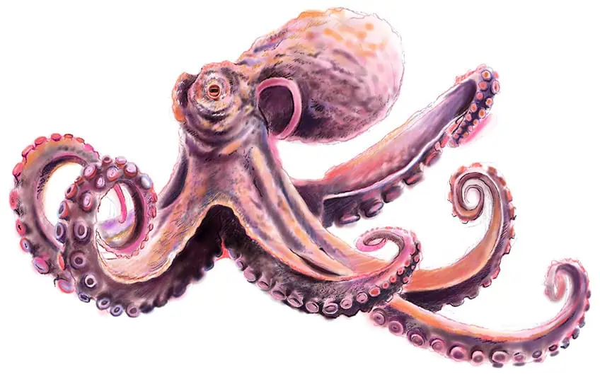 simple octopus drawing