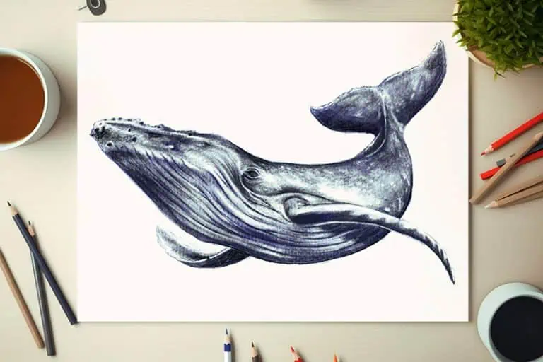 whale drawing