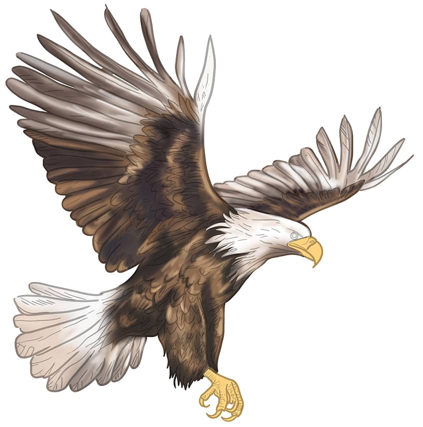 eagle drawing 14