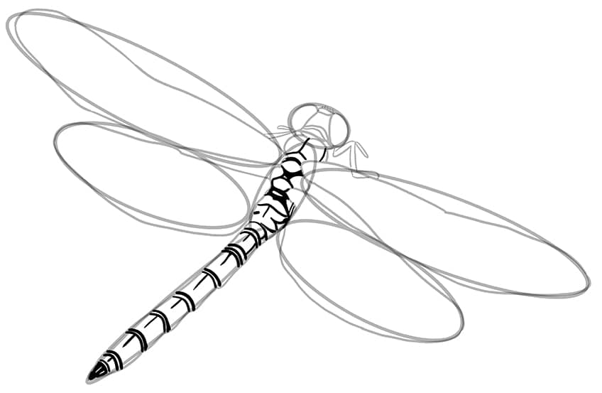 dragonfly drawing 06