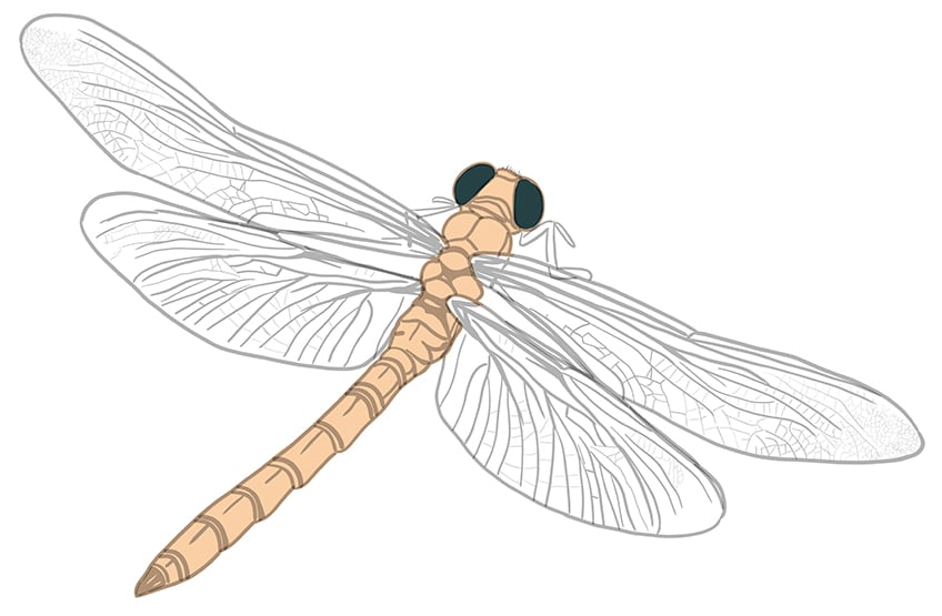 dragonfly drawing 08