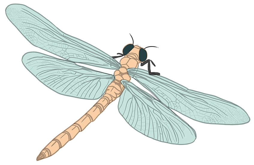 dragonfly drawing 09