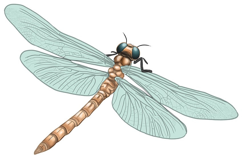 dragonfly drawing 10