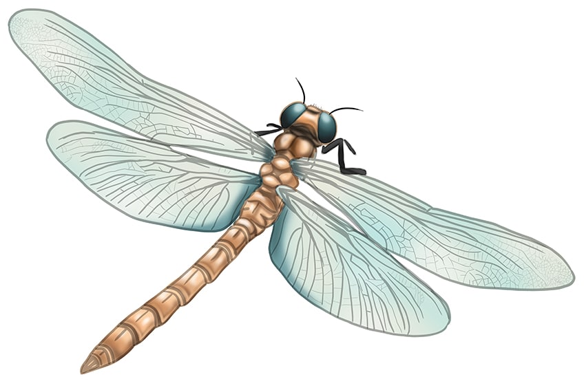 dragonfly drawing 11