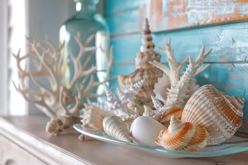 decor for painted seashells