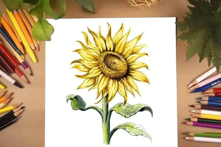 Sonnenblume zeichnen lernen – Einfach und schnell