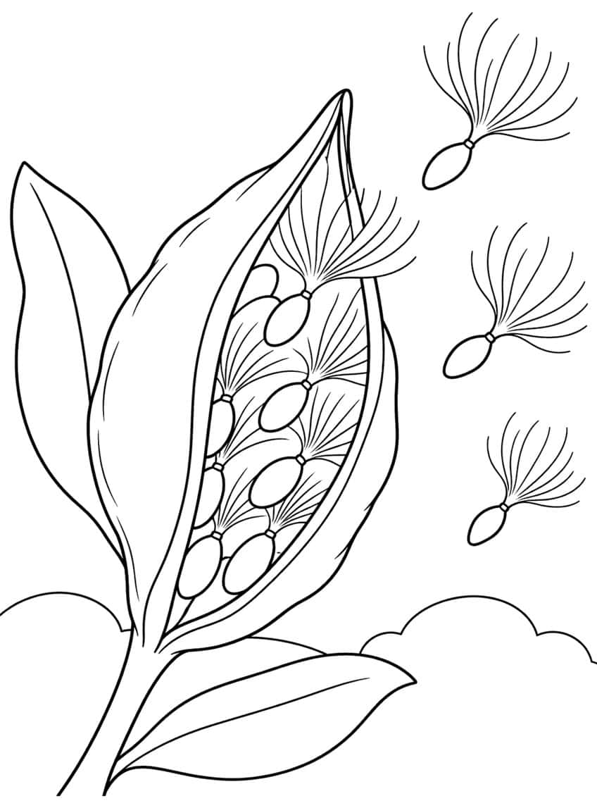 Open milkweed pod with oval seeds, silky tufts, leaves and three floating seeds