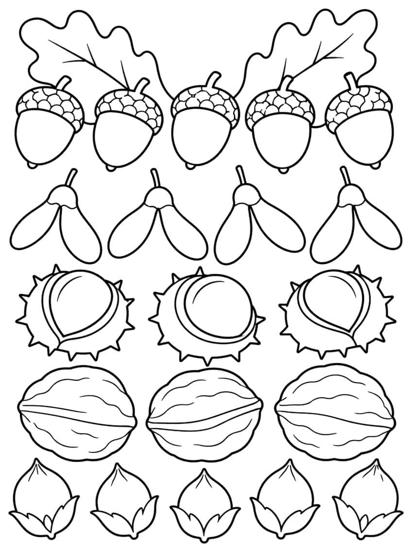 Rows of acorns, maple seeds, chestnuts, walnuts and hazelnuts with two oak leaves